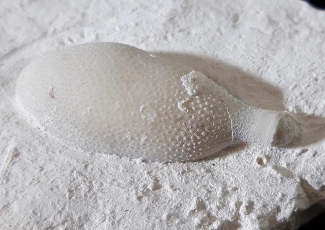 Stachel eines Tylocidaris baltica (SCHLTER 1892) - Bild © FossNet FossilienStore